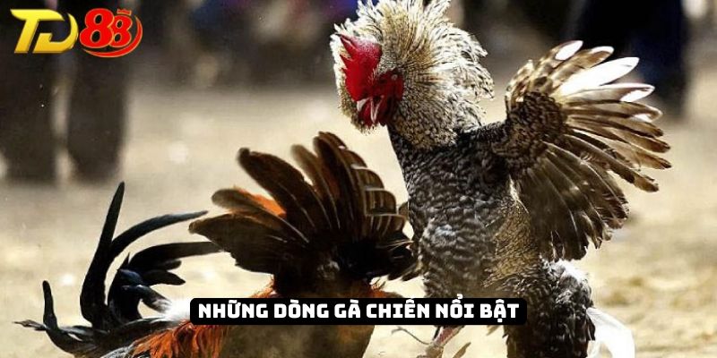 Những dòng chiến kê nổi bật tại hình thức
