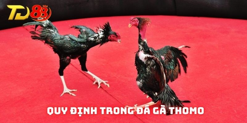 Quy định khi tham gia trải nghiệm đá gà Thomo