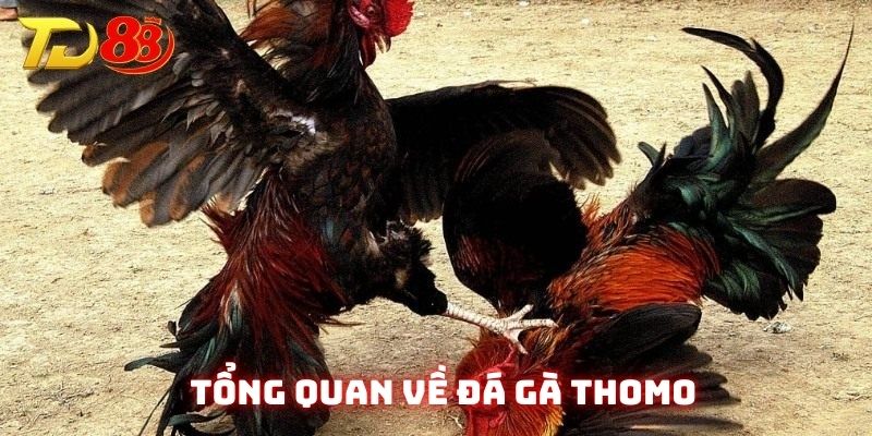 Giới thiệu về đá gà Thomo